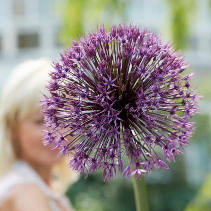 Allium Giant 'Universe'
