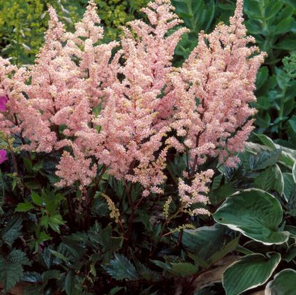 Astilbe japonica 'Peach Blossom' (Ships in Spring)