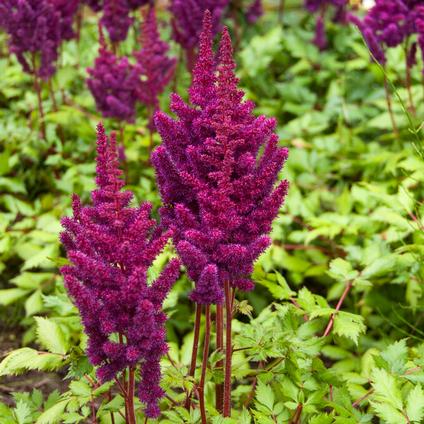 Astilbe chinensis 'Vision in Red' (Ships in Spring)