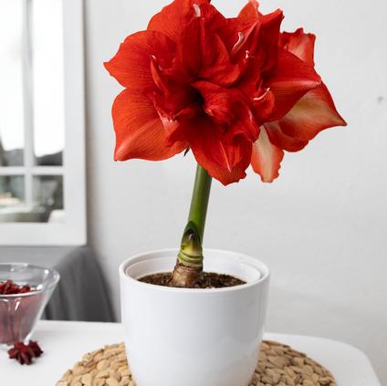 Amaryllis South African 'Ragtime'