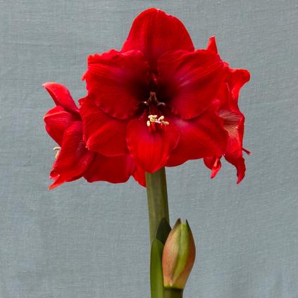 Amaryllis South African 'Merry Christmas'