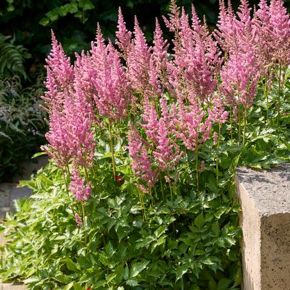 Astilbe japonica 'Rheinland' (Ships in Spring)