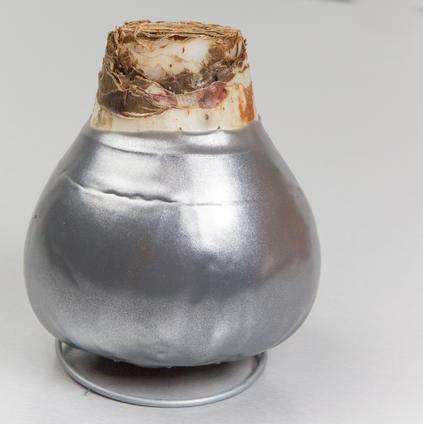 Amaryllis Wax 'Shiny Silver'