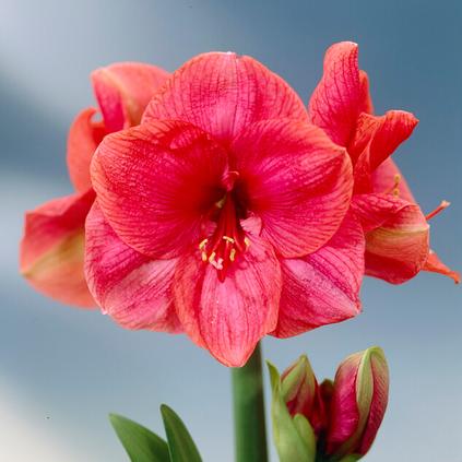 Amaryllis Peruvian 'Bolero'