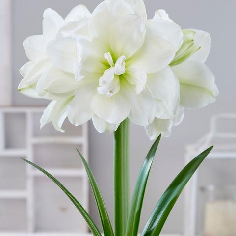 Amaryllis South African 'Alfresco'