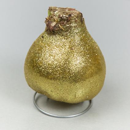 Amaryllis Wax 'Glitter Gold'