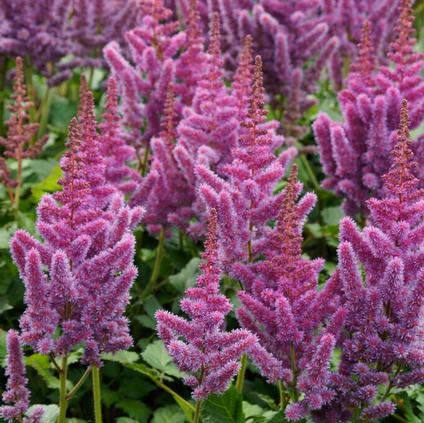 Astilbe chinensis 'Visions' (Ships in Spring)
