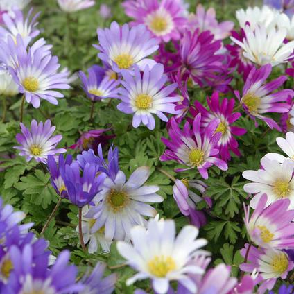 Anemone Blanda 'Mixture'