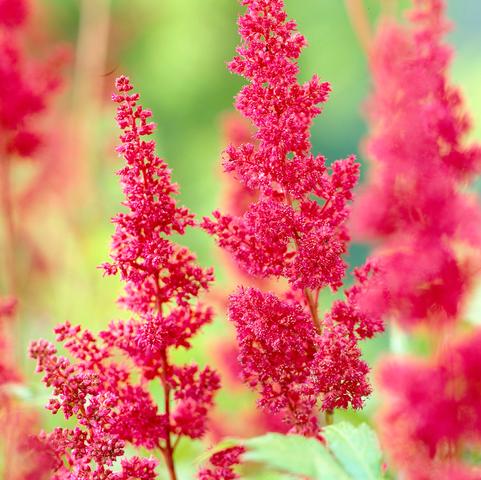 Astilbe arendsii 'Fanal' (Ships in Spring)