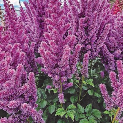 Astilbe chinensis 'Black Pearls' (Ships in Spring)