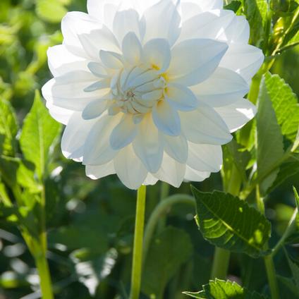 Dahlia Decorative 'Lady Liberty' (Ships in Spring)