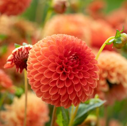 Dahlia Ball 'Safe Shot' (Ships in Spring)
