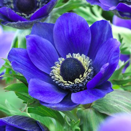 Anemone Coronaria 'Mr. Fokker'