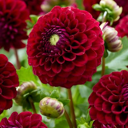 Dahlia Ball 'Babette' (Ships in Spring)