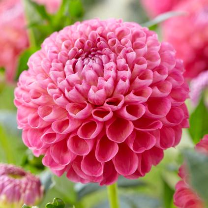 Dahlia Ball 'Jowey Frambo' (Ships in Spring)