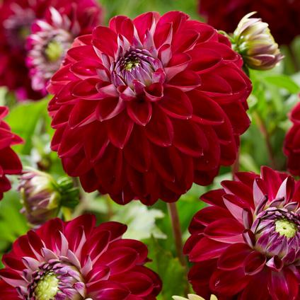 Dahlia Ball 'Embassy' (Ships in Spring)