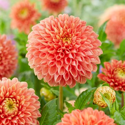 Dahlia Ball 'Jowey Linda' (Ships in Spring)