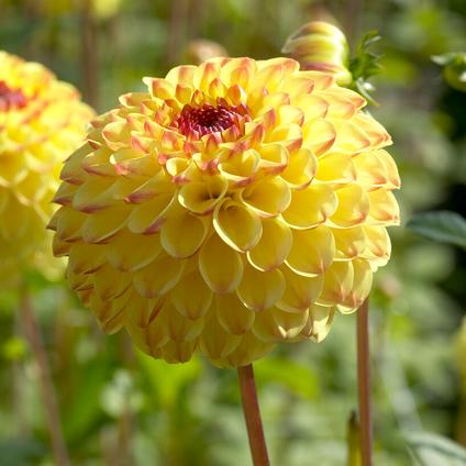 Dahlia Ball 'Sunny Boy' (Ships in Spring)