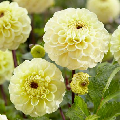 Dahlia Ball 'Bolt' (Ships in Spring)