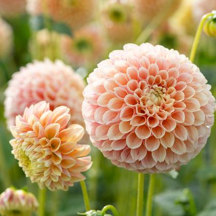 Dahlia Ball 'Sweet Suzanne' (Ships in Spring)