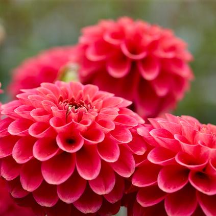 Dahlia Ball 'Zundert Mystery Fox' (Ships in Spring)