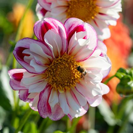Dahlia Collarette 'Bumble Rumble' (Ships in Spring)