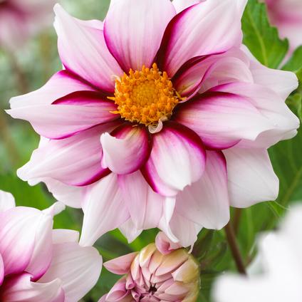 Dahlia Collarette 'Edge of Joy' (Ships in Spring)
