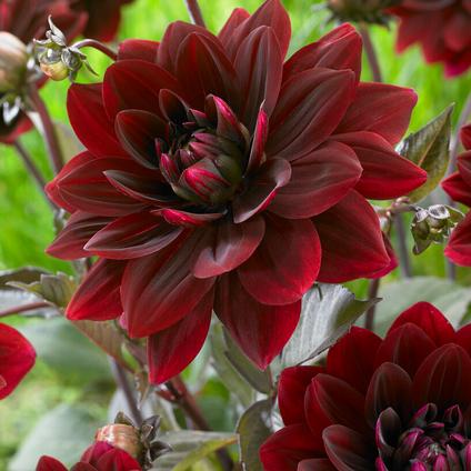 Dahlia Decorative 'After Dusk' (Ships in Spring)