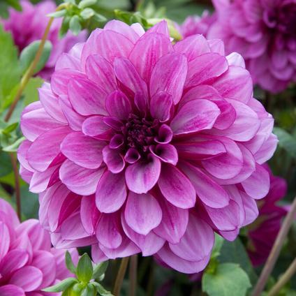 Dahlia Decorative 'Blue Bell' (Ships in Spring)