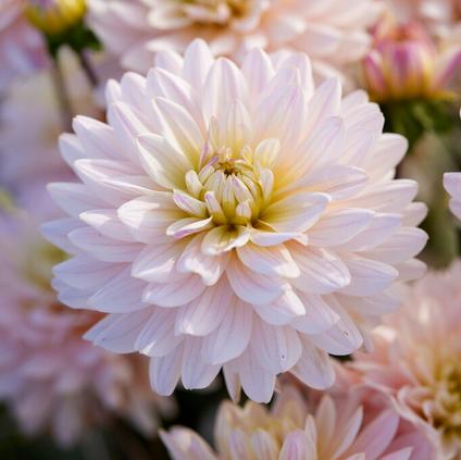 Dahlia Decorative 'Diana's Memory' (Ships in Spring)