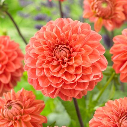 Dahlia Decorative 'Blitzer' (Ships in Spring)
