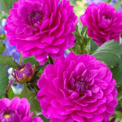 Dahlia Decorative 'Karma Lagoon' (Ships in Spring)