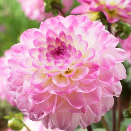 Dahlia Decorative 'El Paso' (Ships in Spring)