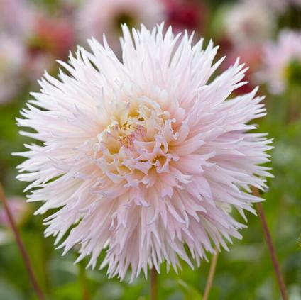 Dahlia Cactus 'Nadia Ruth' (Ships in Spring)