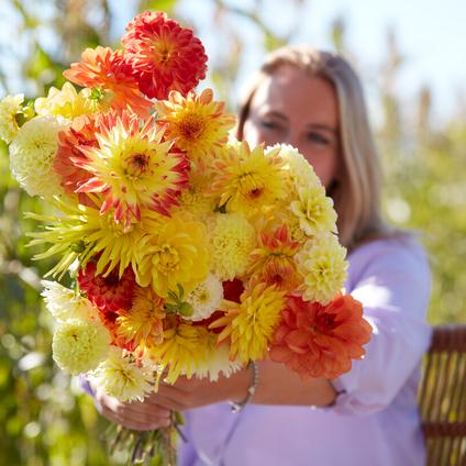 Dahlia Blend 'Sunshine Mix' (Ships in Spring)