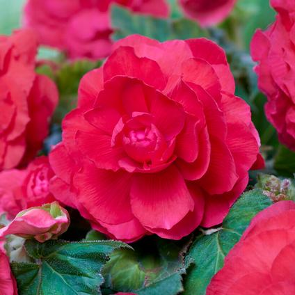 Begonia Superba 'Pink' (Ships in Spring)