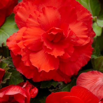 Begonia Superba 'Red' (Ships in Spring)