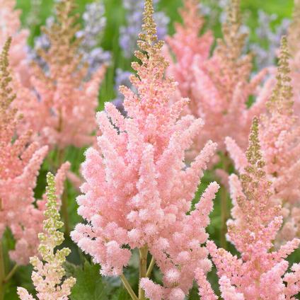 Astilbe chinensis 'Vision Inferno' (Ships in Spring)