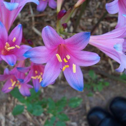 Lycoris Spider Lily 'Sprengeri'