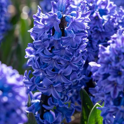 Hyacinthus Orientalis 'Blue Jacket'
