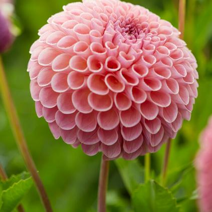 Dahlia Ball 'Jowey Winnie' (Ships in Spring)