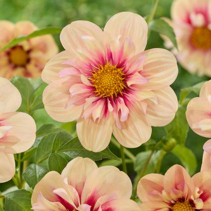 Dahlia Collarette 'Rhubarb and Custard' (Ships in Spring)