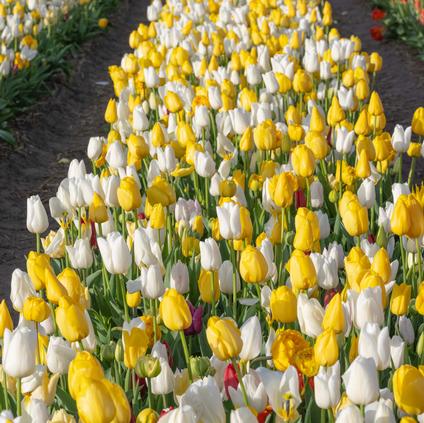 Tulipa Long-lasting 'All Season White & Yellow Mix'