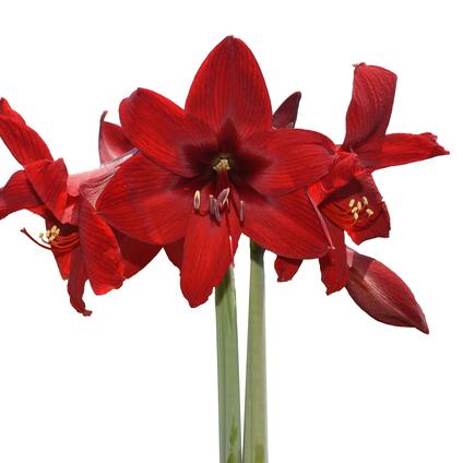 Amaryllis Peruvian 'Andes Fire'