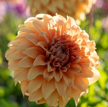 Dahlia Dinnerplate 'Great Hercules' (Ships in Spring)