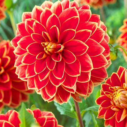 Dahlia Decorative 'Maxime' (Ships in Spring)