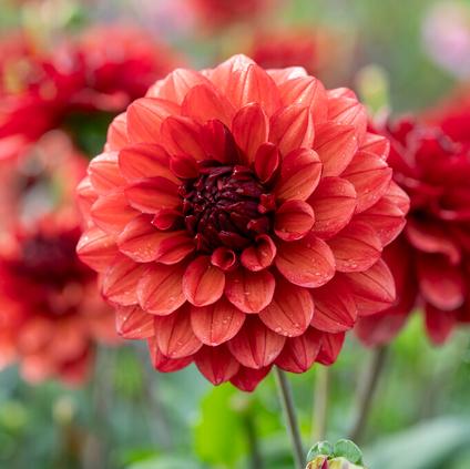 Dahlia Decorative 'Missis Miley' (Ships in Spring)