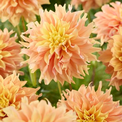 Dahlia Decorative 'Tyrell' (Ships in Spring)
