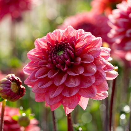 Dahlia Decorative 'Salmon Runner' (Ships in Spring)