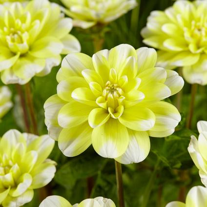 Dahlia Decorative 'Yellow Perception' (Ships in Spring)